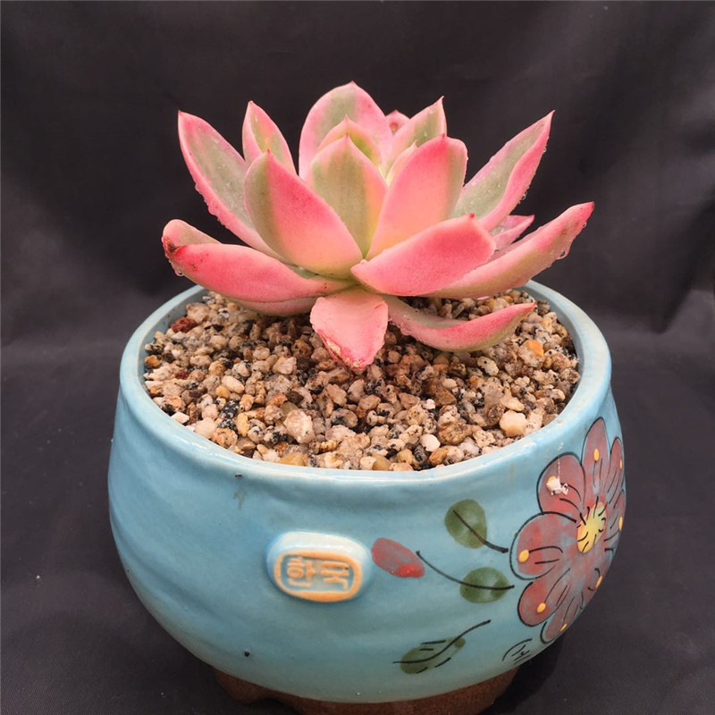 Jinhuijin the republic of korea Imported Rare Breed Jinhuijin Succulent plantsin the Flower delivery/Flowers simulation/Plants gardening , Flowers/Potted plants (New) , Succulents category - from Buy2taobao.com to provide professional Taobao agent buy service