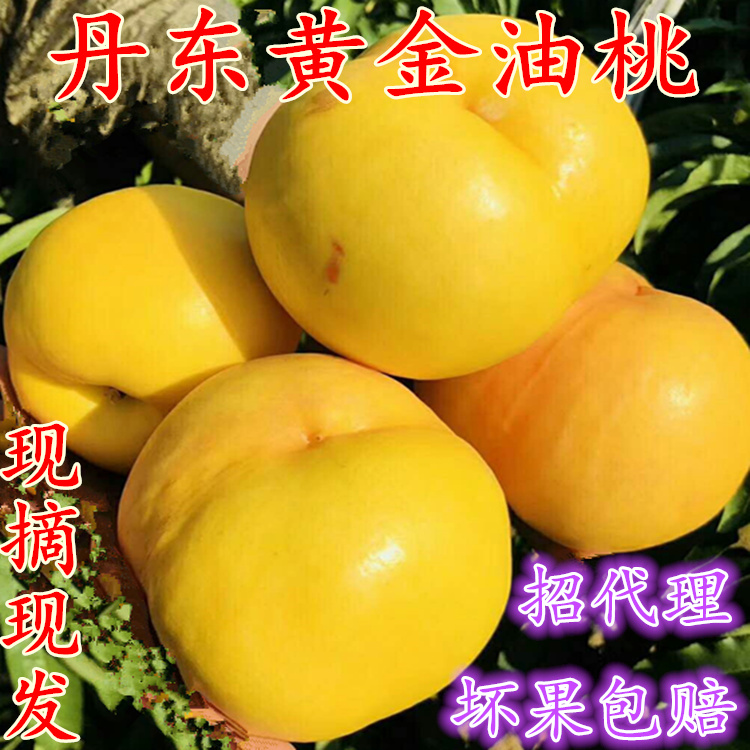 5斤包邮丹东特产黄油桃黄金蜜油桃新鲜水果油桃黄桃黄金油桃在类目 水产肉类/新鲜蔬果/熟食, 新鲜水果, 桃中 - 来自Buy2taobao.com提供专业的淘宝代购服务