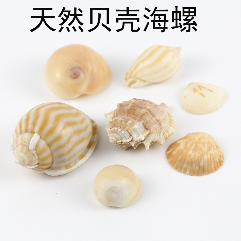天然沙灘貝殼海螺造景生態瓶水族缸創意配套人工夜明珠DIY材料殼在類目 家居飾品, 創意飾品, 海螺/貝殼/珊瑚中 - 來自Buy2taobao.com提供專業的淘寶代購服務