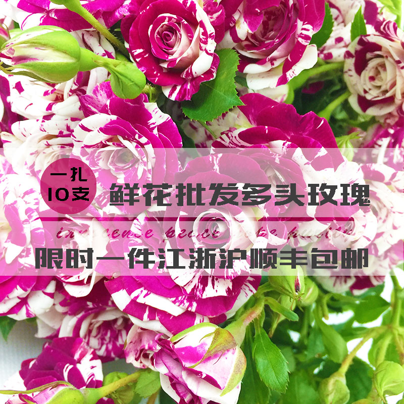 多头玫瑰鲜花包邮家庭云南小玫瑰蔷薇一扎10支上海狂欢泡泡在类目 鲜花速递/花卉仿真/绿植园艺, 鲜花速递(同城)中 - 来自Buy2taobao.com提供专业的淘宝代购服务