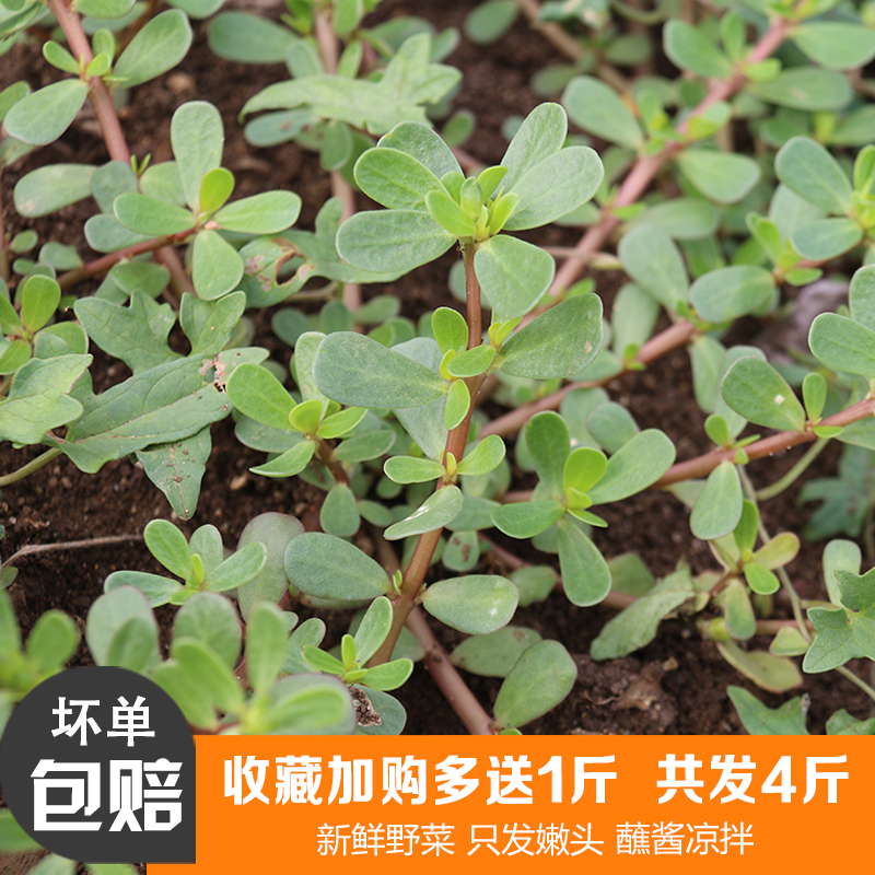 新鲜马齿苋野菜野生五行草纯天然马蜂菜食用长寿菜3斤装药用包邮|ruв категории водной мясо/свежие фрукты и овощи/еда, свежие овощи/овощной продукции, свежие овощи, другие - от Buy2taobao.com для оказания профессиональной услуги покупки агента Taobao