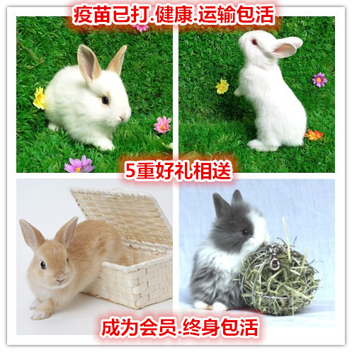 小兔子白兔大型肉兔小型兔子活物野兔侏儒兔肉兔垂耳兔宠物兔活体在类目 宠物/宠物食品及用品, 兔类及其用品, 兔中 - 来自Buy2taobao.com提供专业的淘宝代购服务