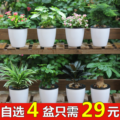 发财树虎皮兰文竹盆栽植物室内吸甲醛净化空气吊兰万重山绿植花卉