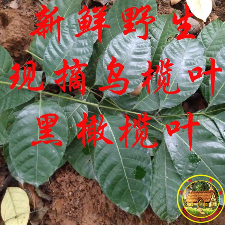fresh wild Black olive leaves Leaf of black olive Black olive leaf 500 gramin the Aquatic meat/Fresh fruits and vegetables/Cooked , Fresh vegetables/Vegetable products , Fresh vegetables , Other category - from Buy2taobao.com to provide professional Taobao agent buy service