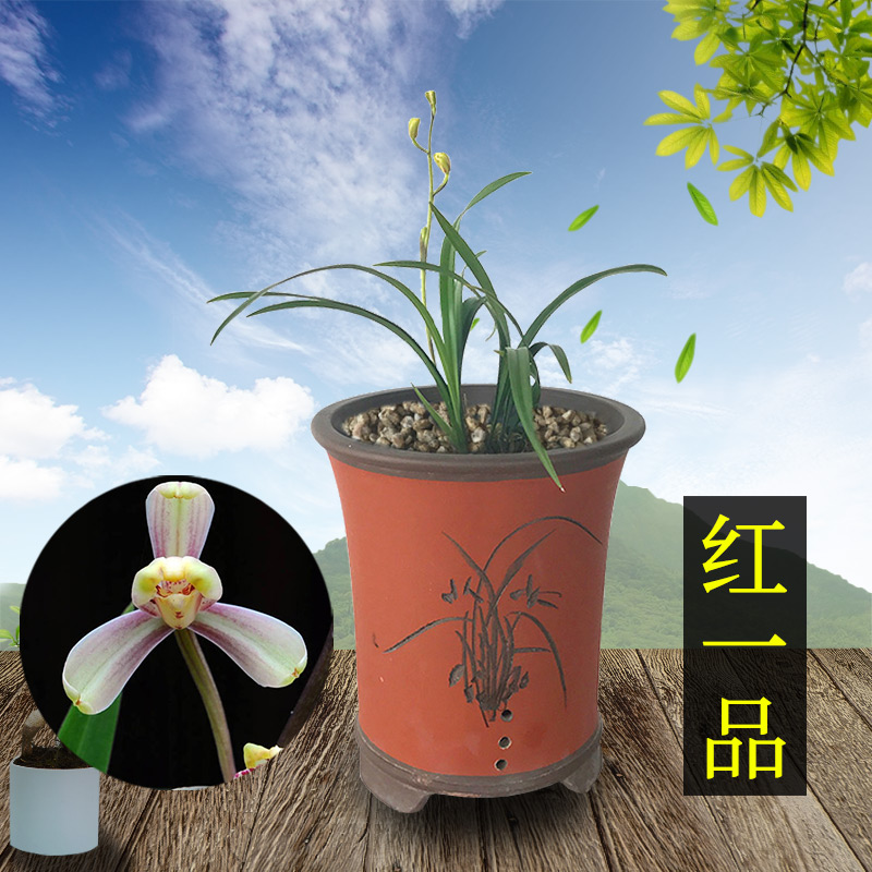 兰花 红一品 兰花苗 建兰八大名品四季兰梅瓣室内阳台绿植盆栽|ruв категории доставка цветов/цветок моделирования/растения садоводства, цветок/растения в горшках (новый), цветок - от Buy2taobao.com для оказания профессиональной услуги покупки агента Taobao
