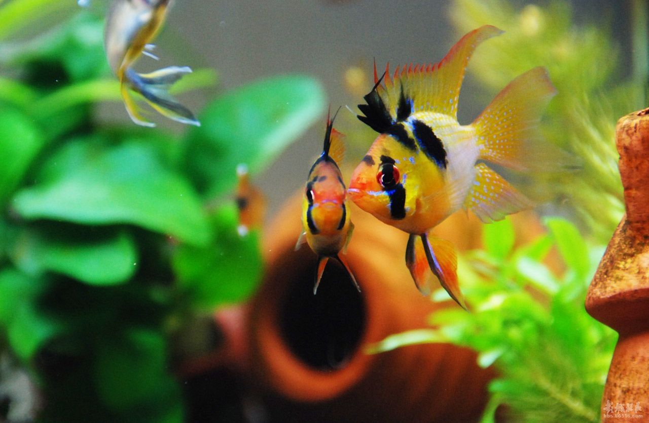 荷兰凤凰球体长尾种鱼|msdalam kategori haiwan peliharaan/makanan haiwan dan bekalan, Aquarium World, ikan - dari Buy2taobao.com untuk memberikan perkhidmatan ejen Taobao profesional membeli