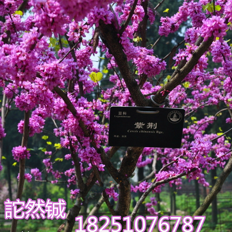 紫荆树苗丛生紫荆苗别墅园林绿化树苗南北方种植花卉庭院开花植物在类目 鲜花速递/花卉仿真/绿植园艺, 花园植物/行道树/果树, 观叶 /花灌木中 - 来自Buy2taobao.com提供专业的淘宝代购服务