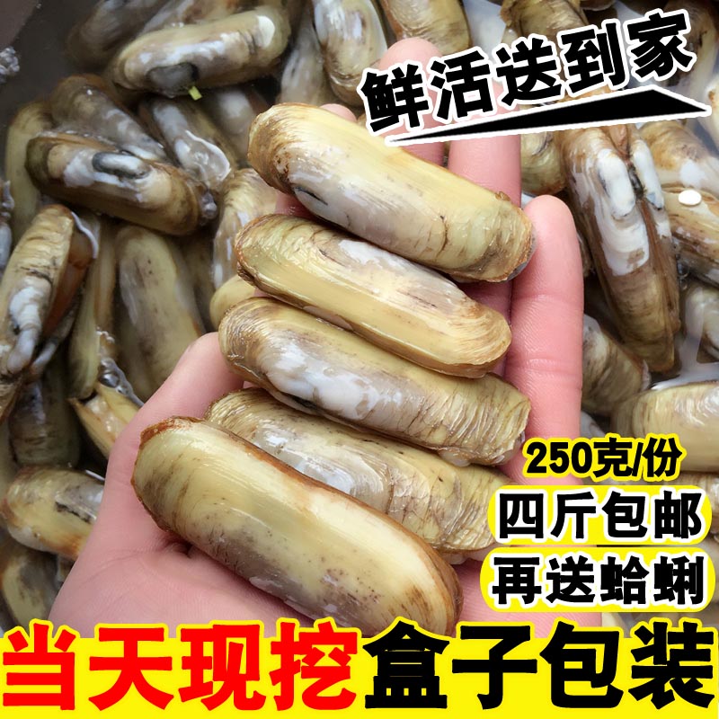 海鲜水产贝类鲜活蛏子新鲜蛏子野生双头蛏鲜活海蚬海贝连云港特产在类目 水产肉类/新鲜蔬果/熟食, 海鲜/水产品/制品, 贝类, 贝类制品中 - 来自Buy2taobao.com提供专业的淘宝代购服务