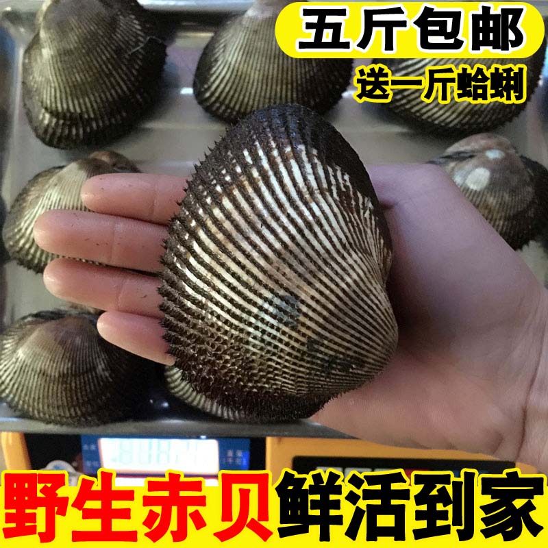 海鮮貝類鮮活赤貝新鮮大赤貝活蛤蜊野生毛蛤血蛤生吃刺身海鮮水産在類目 水產肉類/新鮮蔬果/熟食, 海鮮/水產品/製品, 貝類, 貝類製品中 - 來自Buy2taobao.com提供專業的淘寶代購服務