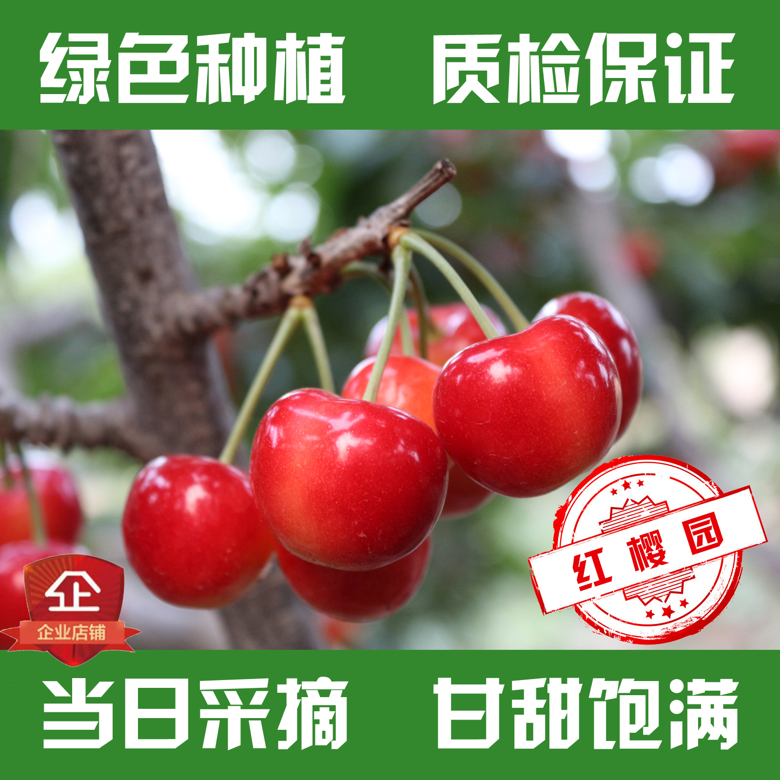5斤彩霞大连绿色农家现摘生态非烟台大樱桃甜车厘子顺丰包特棒在类目 水产肉类/新鲜蔬果/熟食, 新鲜水果, 车厘子/樱桃中 - 来自Buy2taobao.com提供专业的淘宝代购服务