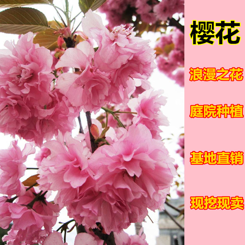 櫻花樹苗日本櫻花嫁接早櫻晚櫻庭院四季種植工程綠化苗木櫻花小苗在類目 鮮花速遞/花卉仿真/綠植園藝, 花園植物/行道樹/果樹, 行道樹/喬木中 - 來自Buy2taobao.com提供專業的淘寶代購服務