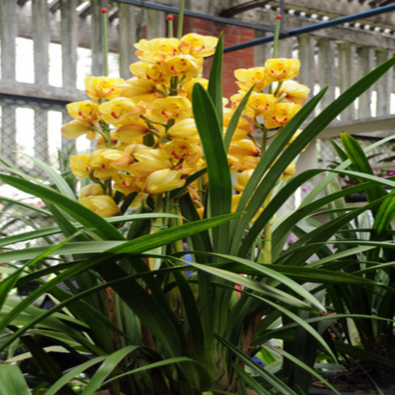 兰花苗墨兰新品绿翡翠冬带浓香花苞出售好养易活花卉盆栽绿植包邮在类目 鲜花速递/花卉仿真/绿植园艺, 花卉/绿植盆栽(新), 大型绿植/成品组合盆栽中 - 来自Buy2taobao.com提供专业的淘宝代购服务