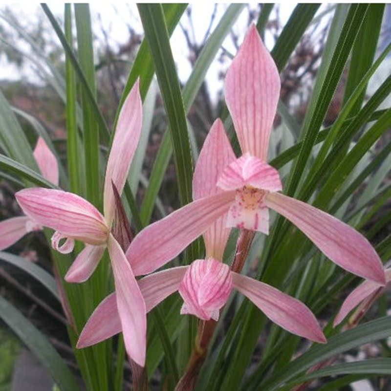 金边墨兰盆栽兰花苗带花苞植物室内花卉高档客厅春兰浓香四季名贵在类目 鲜花速递/花卉仿真/绿植园艺, 花卉/绿植盆栽(新), 大型绿植/成品组合盆栽中 - 来自Buy2taobao.com提供专业的淘宝代购服务