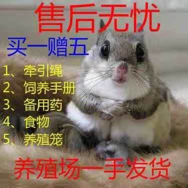 魔王蜜袋鼯幼崽拇指小松鼠微型龙猫飞鼠金花黄山认主宠物包邮包活|ruв категории животное/Животное питание и принадлежностей, хомяк класса и других малых животное, летяга - от Buy2taobao.com для оказания профессиональной услуги покупки агента Taobao