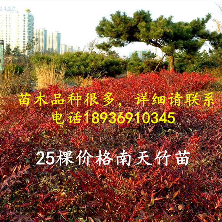 红叶南天竹苗红天竹树苗红果盆栽绿化植物火焰蓝天竺老桩盆景耐寒在类目 鲜花速递/花卉仿真/绿植园艺, 花卉/绿植盆栽(新), 绿植中 - 来自Buy2taobao.com提供专业的淘宝代购服务