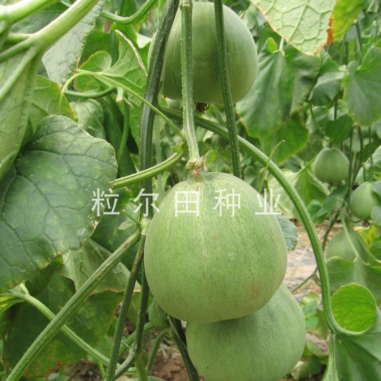绿皮绿肉香瓜种子甜瓜种子粒尔田种业久青蜜甜瓜种子基地种植在类目 农用物资, 种子/种苗, 蔬菜种子中 - 来自Buy2taobao.com提供专业的淘宝代购服务