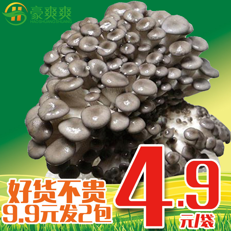 【9.9元发2个】豪爽爽蘑菇菌包香菇平菇食用菌棒蘑菇种植菌种子