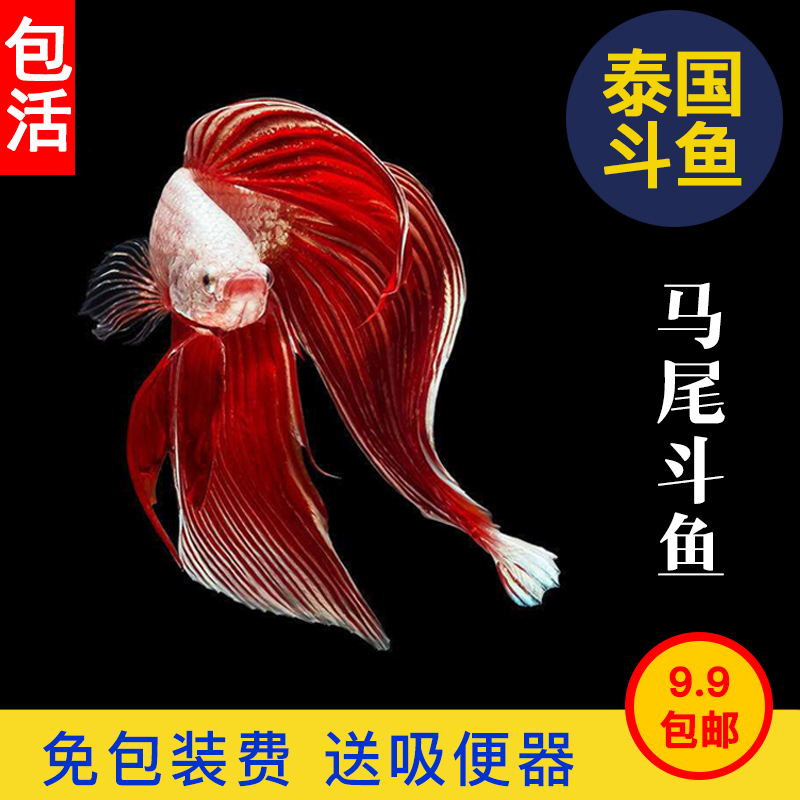 泰国斗鱼活体马尾公母抱卵配对易好养新手练小型热带观赏进口包邮在类目 宠物/宠物食品及用品, 水族世界, 鱼中 - 来自Buy2taobao.com提供专业的淘宝代购服务