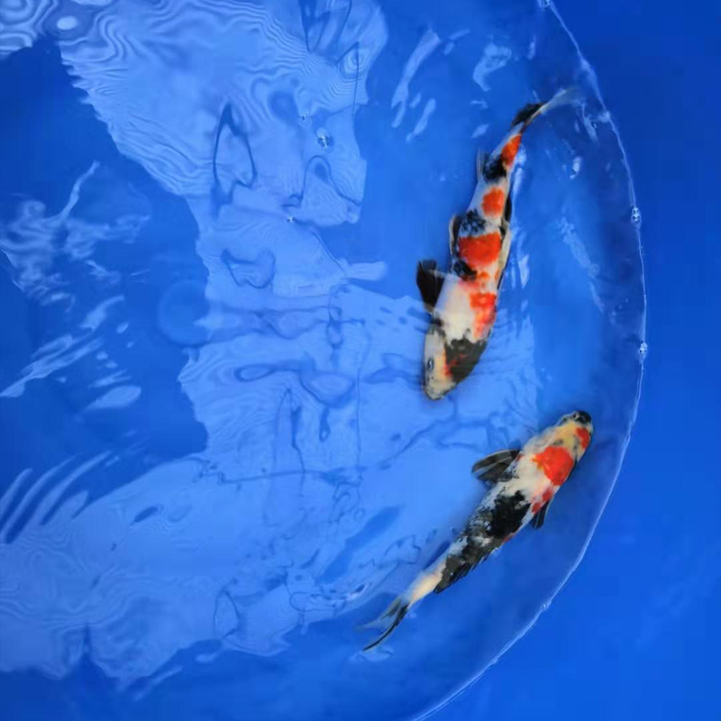 进口锦鲤活体纯种日本鱼苗红白昭和三色风水金鱼冷水鱼淡水观赏鱼|msdalam kategori haiwan peliharaan/makanan haiwan dan bekalan, Aquarium World, ikan - dari Buy2taobao.com untuk memberikan perkhidmatan ejen Taobao profesional membeli