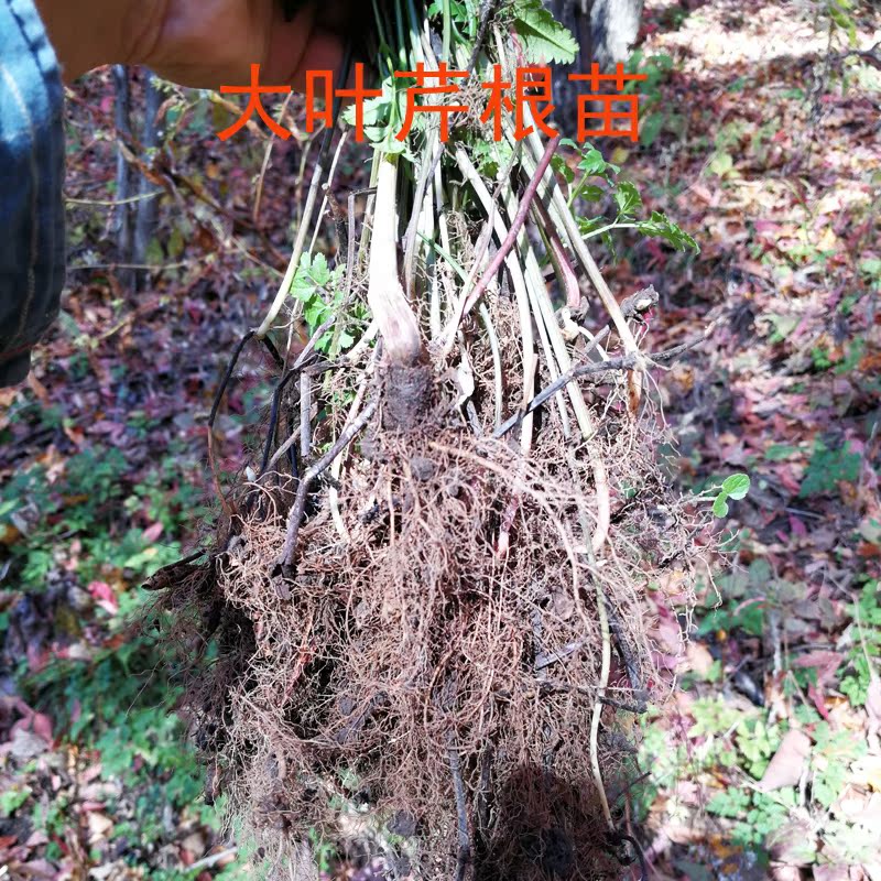 小叶芹根苗反季节阳台种植野菜苗东北山野菜小叶芹根苗在类目 鲜花速递/花卉仿真/绿植园艺, 花卉/蔬果/草坪种子(新), 种球中 - 来自Buy2taobao.com提供专业的淘宝代购服务