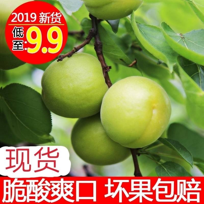 脆酸爽口】现摘新鲜青杏酸杏子孕妇水果非大黄杏无催熟3斤装|ruв категории водной мясо/свежие фрукты и овощи/еда, свежие фрукты, другие - от Buy2taobao.com для оказания профессиональной услуги покупки агента Taobao