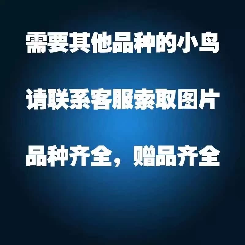 包邮 彩色活体 七彩文鸟小鸟宠物鸟珍珠鸟说话鸟手养鸟幼鸟观赏鸟在类目 宠物/宠物食品及用品, 鸟类及用品, 鸟中 - 来自Buy2taobao.com提供专业的淘宝代购服务