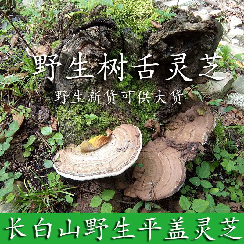 长白山野生平盖灵芝纯野生树舌灵芝青芝野生灵芝树舌500克包邮|ruв категории традиционные питательный пища, ганодерма, подрезка ганодерма - от Buy2taobao.com для оказания профессиональной услуги покупки агента Taobao