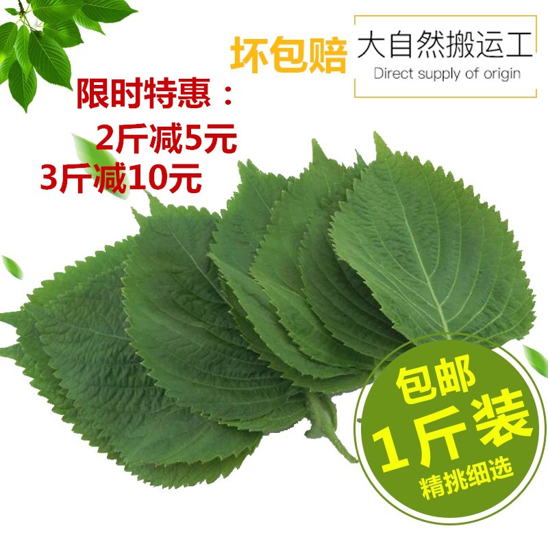 苏子叶绿紫苏叶新鲜蔬菜韩国烤肉叶日本料理叶1斤辽宁包邮在类目 水产肉类/新鲜蔬果/熟食, 新鲜蔬菜/蔬菜制品, 新鲜蔬菜, 其它中 - 来自Buy2taobao.com提供专业的淘宝代购服务