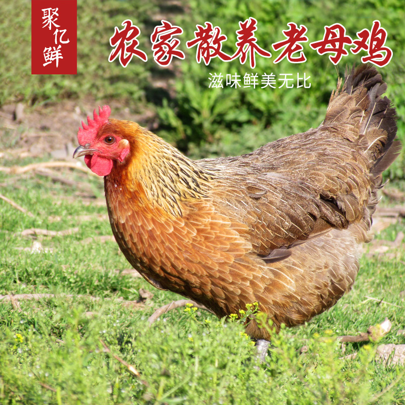 農家散養土雞老母雞柴雞走地雞草雞活雞殺39.9元/只3只多省包郵在類目 水產肉類/新鮮蔬果/熟食, 生肉/肉製品, 雞肉類, 整雞中 - 來自Buy2taobao.com提供專業的淘寶代購服務