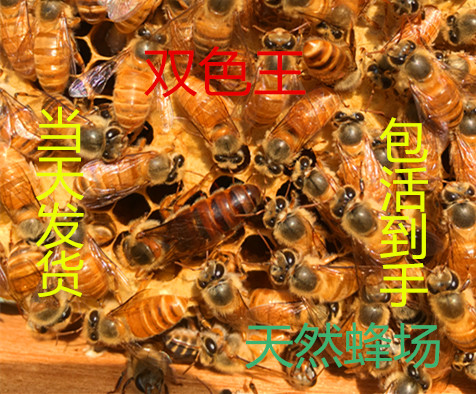 中蜂蜂王种优质处女王高产蜜蜂活体产卵王新开产王优质高产蜜蜂|msdalam kategori haiwan peliharaan/makanan haiwan dan bekalan, haiwan kesayangan yang lain, haiwan kesayangan yang lain - dari Buy2taobao.com untuk memberikan perkhidmatan ejen Taobao profesional membeli