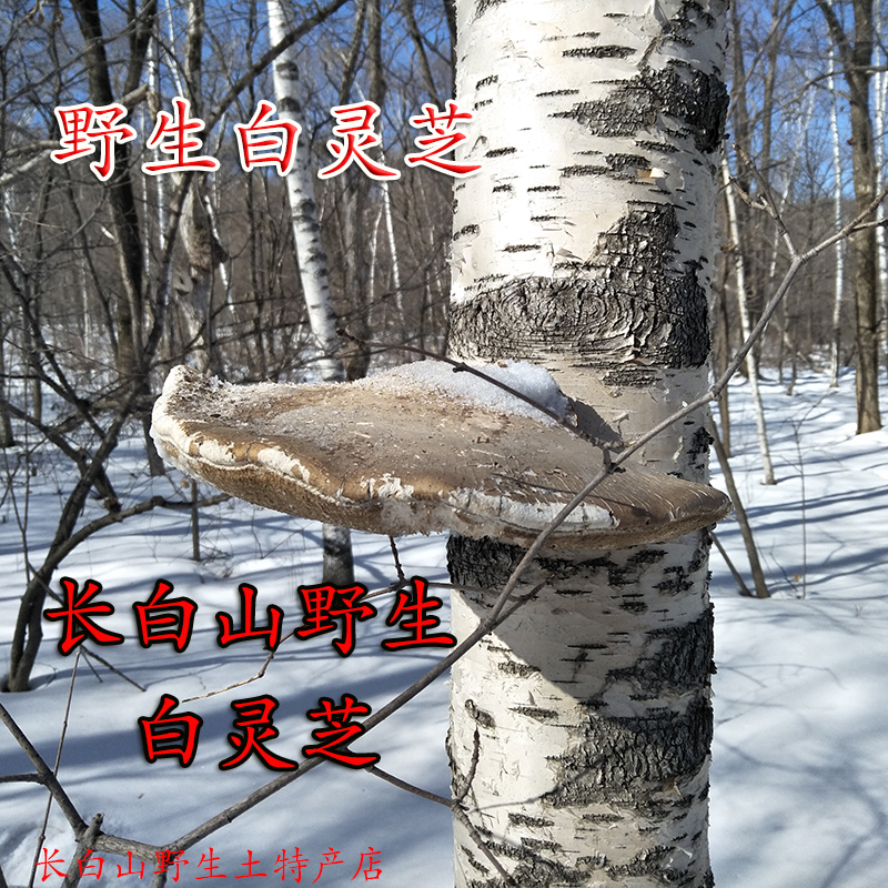 长白山野生白灵芝 桦禄管菌 白灵芝野生玉芝 白灵芝新货500克包邮在类目 传统滋补营养品, 灵芝, 整枝灵芝中 - 来自Buy2taobao.com提供专业的淘宝代购服务