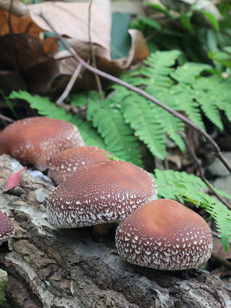 Shan Zhen Farm Production natural Basswood Sichuan Province Qingchuan specialty mushrooms bulk household 250gin the Agri rice/Dried foods/Condiment , Dried foods/Meat Dry , Dry/Native , Mushroom category category - from Buy2taobao.com to provide professional Taobao agent buy service