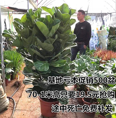室内客厅琴叶榕北欧风格客厅大型植物绿植花卉盆栽大叶琴叶榕盆栽