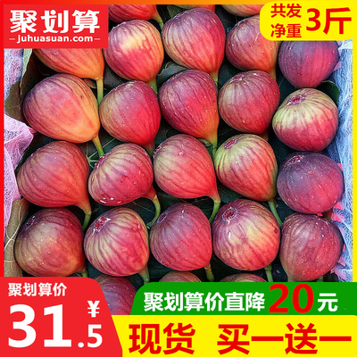 现货 成都红皮无花果新鲜水果1.5斤品仙果奶浆蜜果非青皮无花果干