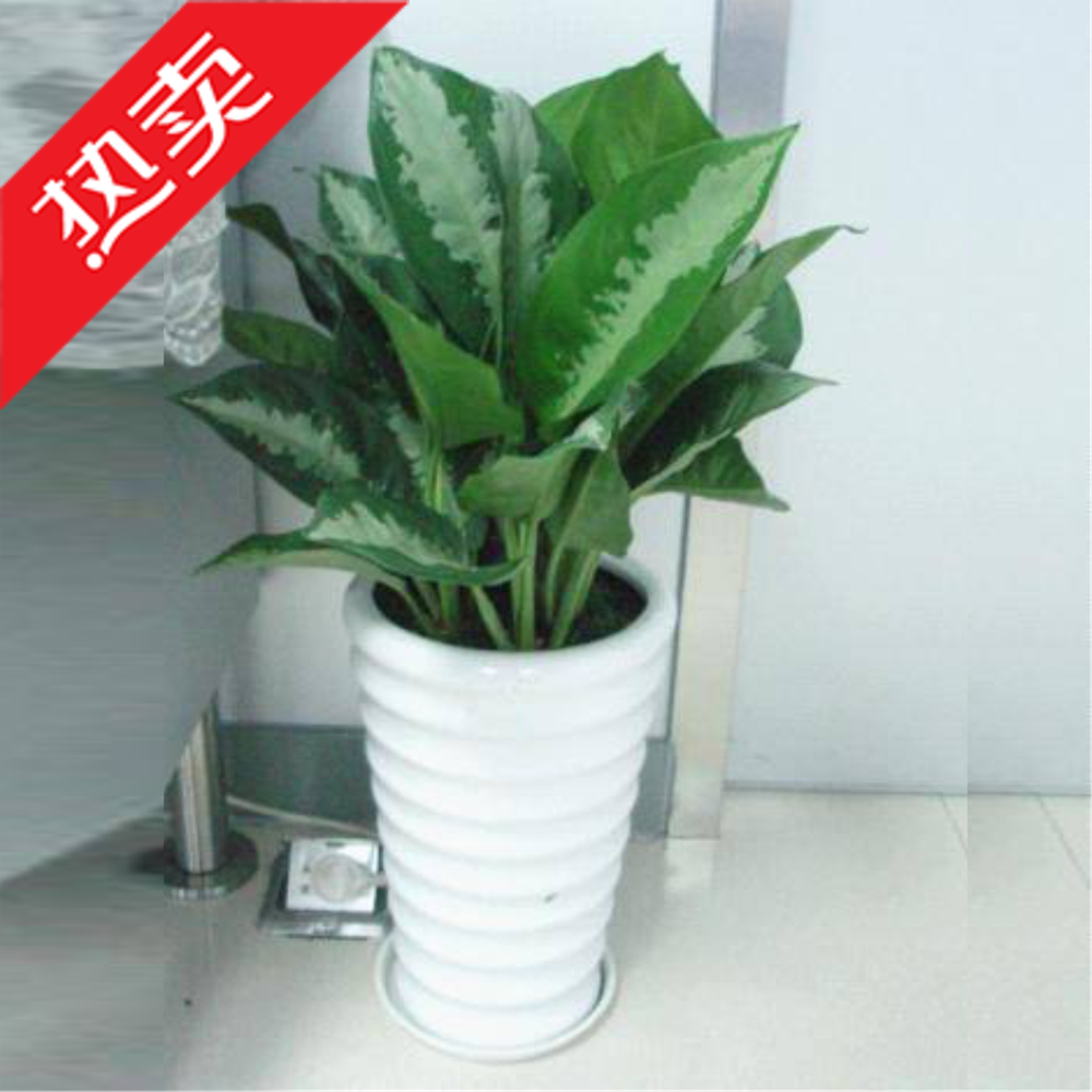 厦门雅丽皇后花卉盆栽新居装修吸甲醛耐阴吸味植物中型绿植在类目 鲜花速递/花卉仿真/绿植园艺, 花卉/绿植盆栽(新), 绿植中 - 来自Buy2taobao.com提供专业的淘宝代购服务