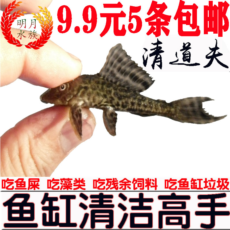观赏金鱼清道夫活体淡水冷水热带鱼草缸鱼缸清洁工吃鱼屎除藻包邮在类目 宠物/宠物食品及用品, 水族世界, 鱼中 - 来自Buy2taobao.com提供专业的淘宝代购服务