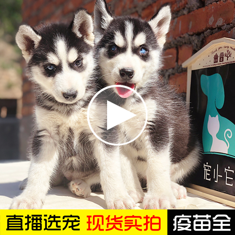 狗活幼体哈士奇宠物狗狗纯种二哈幼犬真狗大型2哈金毛犬真的小狗|ruв категории животное/Животное питание и принадлежностей, Пэт жизнь услуг, подготовки, Пэт - от Buy2taobao.com для оказания профессиональной услуги покупки агента Taobao