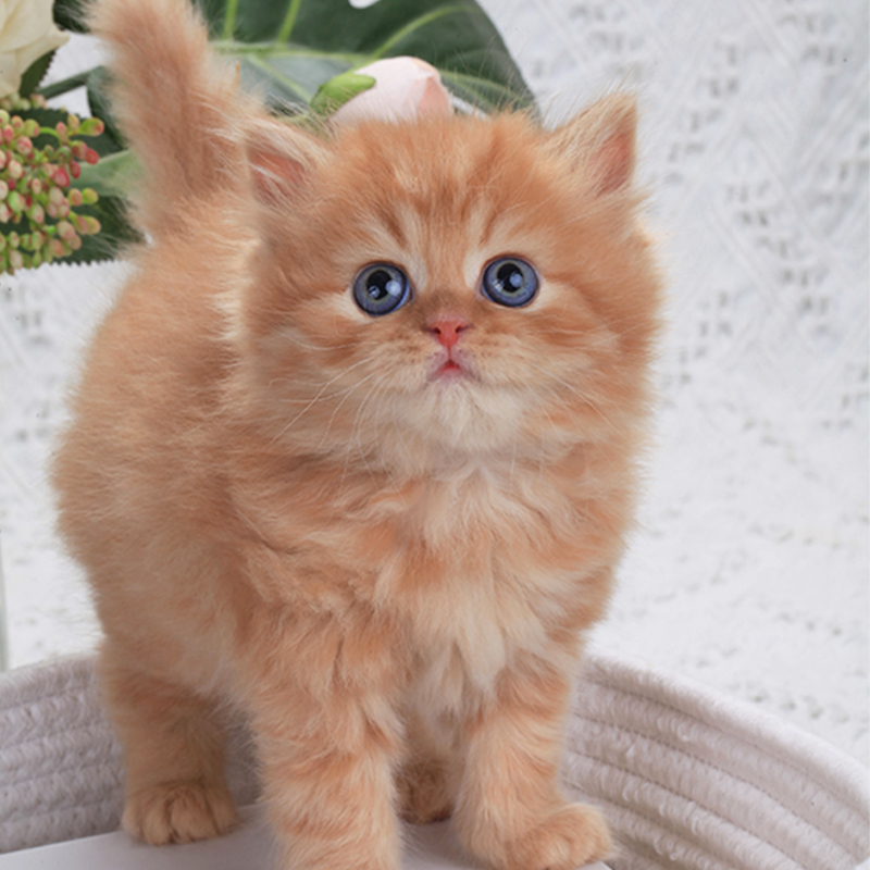 橘猫宠物猫幼崽可爱加菲猫小型田园猫咪活物便宜胖橘宠物动物活物|ruв категории животное/Животное питание и принадлежностей, Пэт жизнь услуг, подготовки, Пэт - от Buy2taobao.com для оказания профессиональной услуги покупки агента Taobao