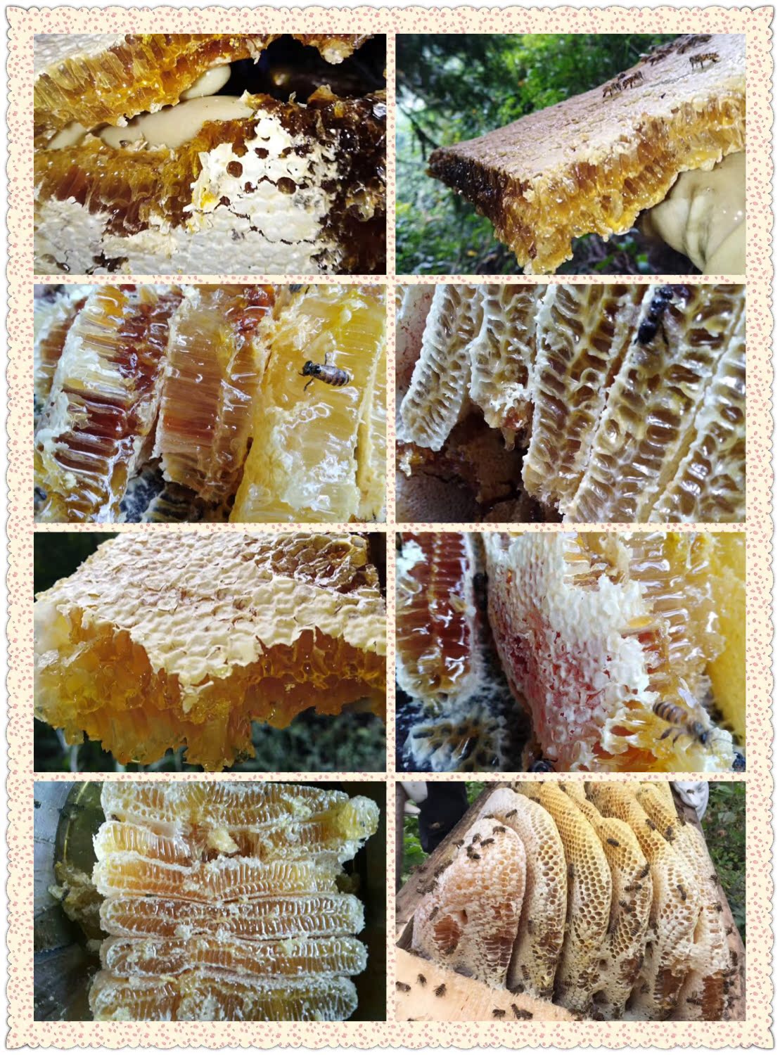 野生蜂巢蜜在类目 传统滋补营养品, 蜂蜜中 - 来自Buy2taobao.com提供专业的淘宝代购服务