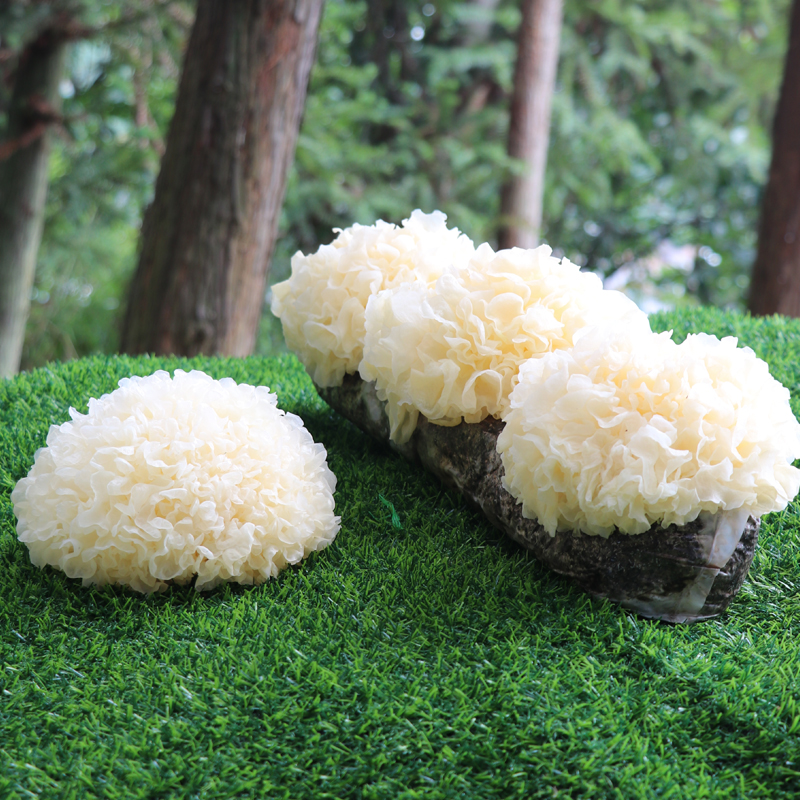 新鲜银耳自种湿活鲜雪耳红枣连子羹特级带菌棒鲜活6朵盒装生银耳在类目 粮油米面/南北干货/调味品, 南北干货/肉类干货, 干货/土特产, 银耳/白木耳中 - 来自Buy2taobao.com提供专业的淘宝代购服务