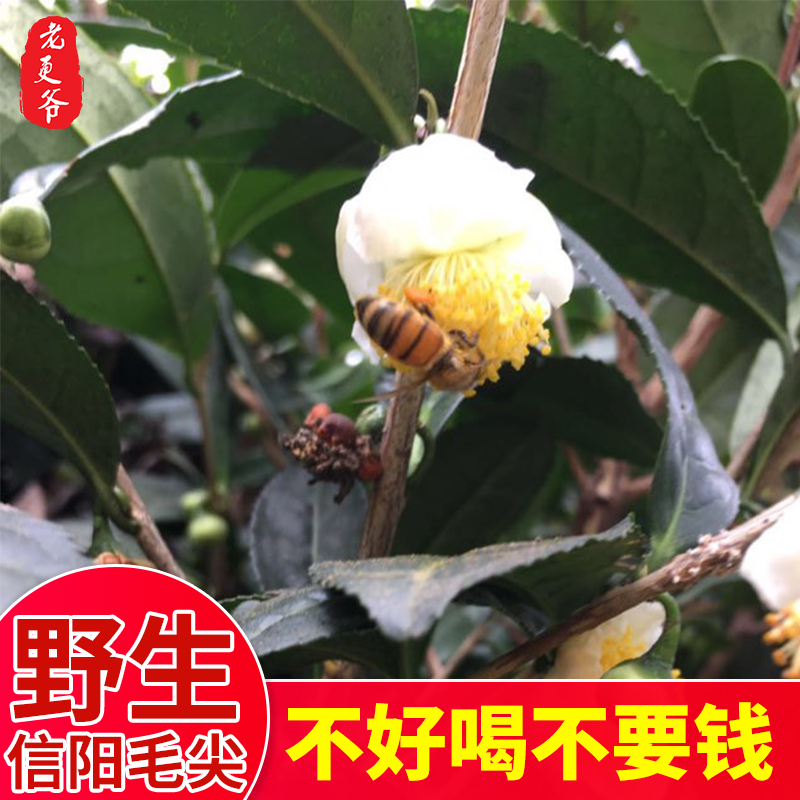 信阳毛尖2019新茶 800米高山野生茶纯手工制作250克在类目 茶, 绿茶(新), 信阳毛尖中 - 来自Buy2taobao.com提供专业的淘宝代购服务