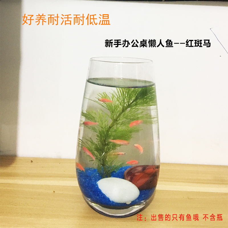 淡水低温小型热带鱼活体红斑马观赏鱼新手好养练手鱼不用氧气的鱼|msdalam kategori haiwan peliharaan/makanan haiwan dan bekalan, Aquarium World, ikan - dari Buy2taobao.com untuk memberikan perkhidmatan ejen Taobao profesional membeli