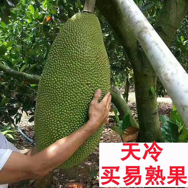 新鲜采摘23斤以上好吃新鲜水果海南三亚菠萝蜜果肉香甜美味|ruв категории водной мясо/свежие фрукты и овощи/еда, свежие фрукты, другие - от Buy2taobao.com для оказания профессиональной услуги покупки агента Taobao