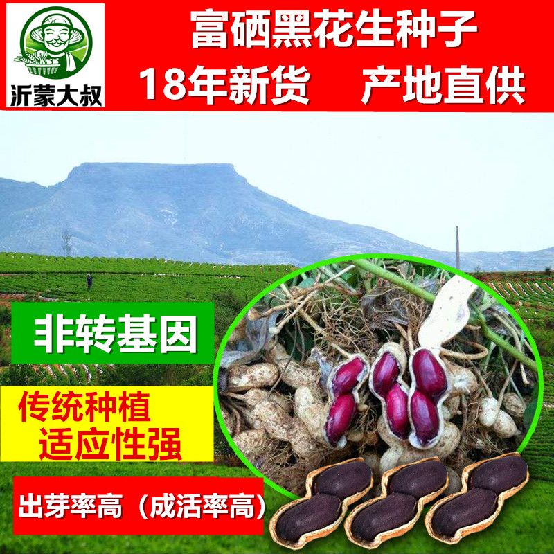 沂蒙大叔新货黑花生山东大晒干农家种子优质新鲜富硒高产鲁花种植|msdalam kategori makanan ringan/Nuts/Specialty, Hickory/Nuts/pemanggangan, Peanut - dari Buy2taobao.com untuk memberikan perkhidmatan ejen Taobao profesional membeli