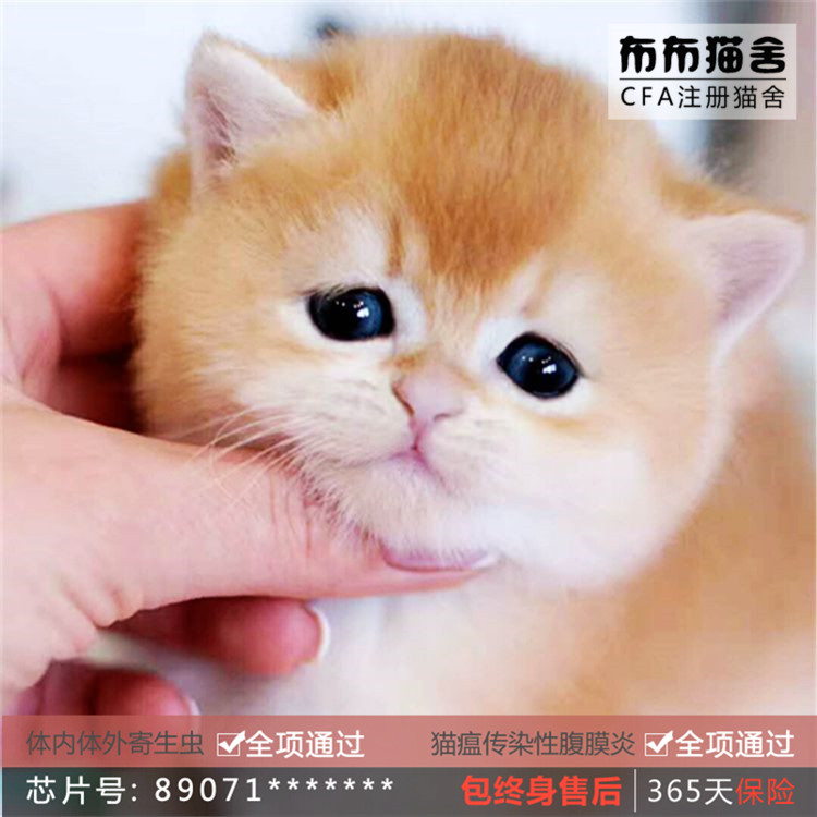 重慶金漸層活體英短金銀漸層貓幼貓寵物貓布偶貓矮腳貓加菲貓小貓在類目 寵物/寵物食品及用品, 貓咪中 - 來自Buy2taobao.com提供專業的淘寶代購服務