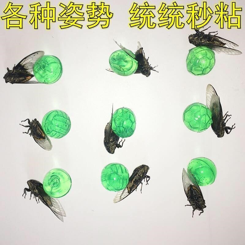 Cicada Improvement Soft glue tool Cicada Cicada Artifact Palm Cicada Cicadain the Toy/Childs/Puzzle/Building block/Model , Other Toys category - from Buy2taobao.com to provide professional Taobao agent buy service