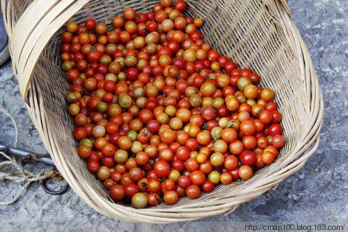 Xishuangbanna Wild wild tomato Tomatoes Dai Vegetables tomato Tomatoes 250 gramin the Aquatic meat/Fresh fruits and vegetables/Cooked , Fresh fruit , Other category - from Buy2taobao.com to provide professional Taobao agent buy service