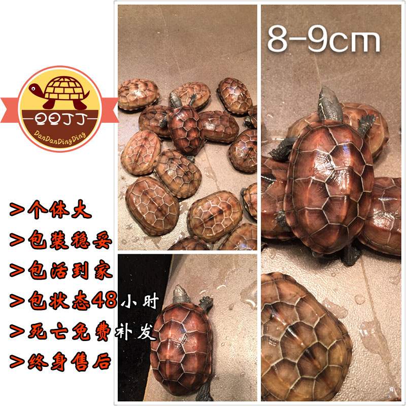中华草龟金线龟墨龟活体物宠物大乌龟镇宅辟邪招财放生龟在类目 宠物/宠物食品及用品, 水族世界, 龟/鳖中 - 来自Buy2taobao.com提供专业的淘宝代购服务