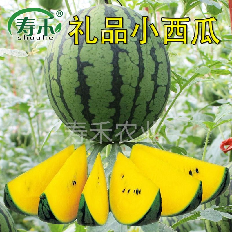 小玲珑礼品小西瓜种子种籽黄心黄瓤阳台四季盆栽春季蔬菜南方瓜果|ruв категории офисное оборудование/расходные материалы/соответствующие услуги, упаковочного оборудования/знаки и расходных материалов, посылочный мешок/сплетенный мешок - от Buy2taobao.com для оказания профессиональной услуги покупки агента Taobao