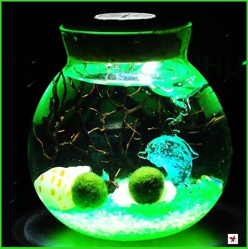 Muse Chlorella ornament gift originality make Aquatic Botany moss and lichen Botany Container Water to keep Scenery Seaweedin the Flower delivery/Flowers simulation/Plants gardening , Creative mini-plant category - from Buy2taobao.com to provide professional Taobao agent buy service